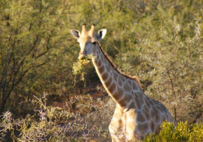 Zwartberg View Mountain Lodge, Oudtshoorn